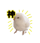 おもちインコ（個別スタンプ：36）
