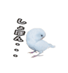 おもちインコ（個別スタンプ：37）