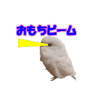おもちインコ（個別スタンプ：40）