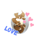 ぽぽandサスケandベィビー（個別スタンプ：3）