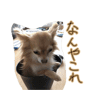 お犬様のぱる2（個別スタンプ：9）