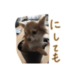 お犬様のぱる2（個別スタンプ：10）