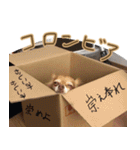 お犬様のぱる2（個別スタンプ：15）