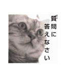 姫様とムサシのスタンプ（個別スタンプ：10）