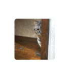 姫様とムサシのスタンプ（個別スタンプ：11）