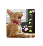 姫様とムサシのスタンプ（個別スタンプ：13）