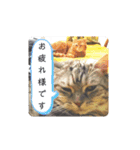 姫様とムサシのスタンプ（個別スタンプ：19）