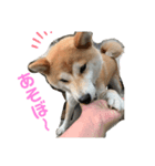 あずきわんこ（個別スタンプ：8）
