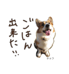 ココちゃんファミリーの8コーギースタンプ（個別スタンプ：3）