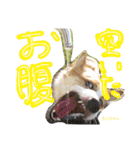 ココちゃんファミリーの8コーギースタンプ（個別スタンプ：4）