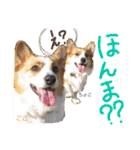 ココちゃんファミリーの8コーギースタンプ（個別スタンプ：10）