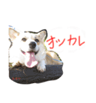 ココちゃんファミリーの8コーギースタンプ（個別スタンプ：12）