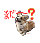 ココちゃんファミリーの8コーギースタンプ（個別スタンプ：20）