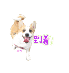 ココちゃんファミリーの8コーギースタンプ（個別スタンプ：23）