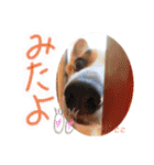 ココちゃんファミリーの8コーギースタンプ（個別スタンプ：29）