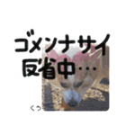ココちゃんファミリーの8コーギースタンプ（個別スタンプ：31）