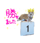 ココちゃんファミリーの8コーギースタンプ（個別スタンプ：32）