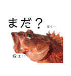 魚顔スタンプ（個別スタンプ：1）