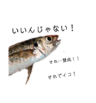 魚顔スタンプ（個別スタンプ：4）