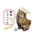 柚子さん♥カナダ暮らし（個別スタンプ：4）