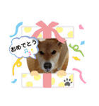 柚子さん♥カナダ暮らし（個別スタンプ：5）