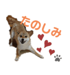 柚子さん♥カナダ暮らし（個別スタンプ：9）