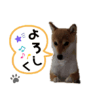 柚子さん♥カナダ暮らし（個別スタンプ：12）