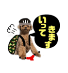 我が家のあろはちゃん❻（個別スタンプ：6）