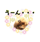 我が家のあろはちゃん❻（個別スタンプ：16）