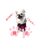 チワワのさらちゃん お祝いバージョン（個別スタンプ：1）