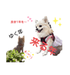 チワワのさらちゃん お祝いバージョン（個別スタンプ：3）