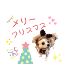 チワワのさらちゃん お祝いバージョン（個別スタンプ：4）