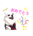 チワワのさらちゃん お祝いバージョン（個別スタンプ：5）