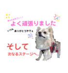 チワワのさらちゃん お祝いバージョン（個別スタンプ：7）