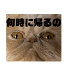 うちのねこ〈普通〉（個別スタンプ：5）