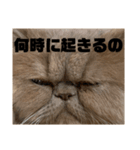 うちのねこ〈普通〉（個別スタンプ：6）