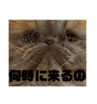 うちのねこ〈普通〉（個別スタンプ：7）