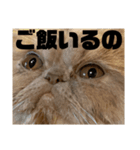 うちのねこ〈普通〉（個別スタンプ：8）