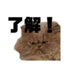 うちのねこ〈普通〉（個別スタンプ：9）