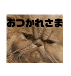 うちのねこ〈普通〉（個別スタンプ：13）