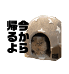 うちのねこ〈普通〉（個別スタンプ：16）