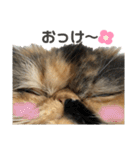 ぶさかわきなこちゃん 3（個別スタンプ：24）