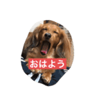 コールちゃん3（個別スタンプ：5）