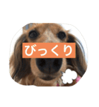 コールちゃん3（個別スタンプ：13）