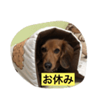コールちゃん3（個別スタンプ：25）