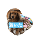 コールちゃん3（個別スタンプ：27）