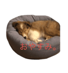 佐々木キミのスタンプ1（個別スタンプ：3）