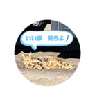 暖かく見守ってください（個別スタンプ：11）
