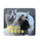 暖かく見守ってください（個別スタンプ：13）