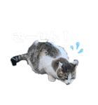 暖かく見守ってください（個別スタンプ：21）
